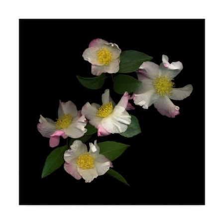 Susan S. Barmon 'White And Pink Camellia' Canvas Art,35x35